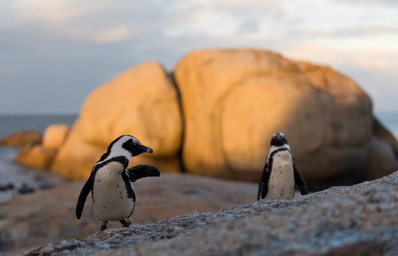 Brillenpinguine am Strand zwischen Granitblöcken