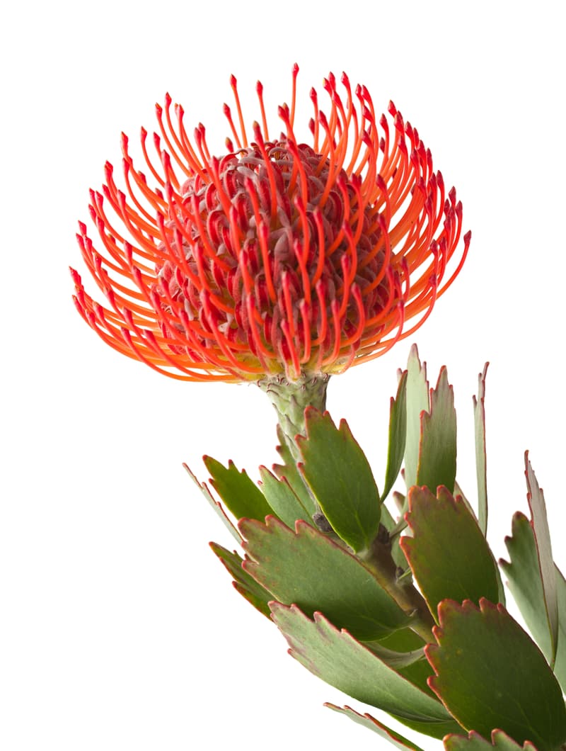 Rote Protea-Blüte vor unscharfem Hintergrund