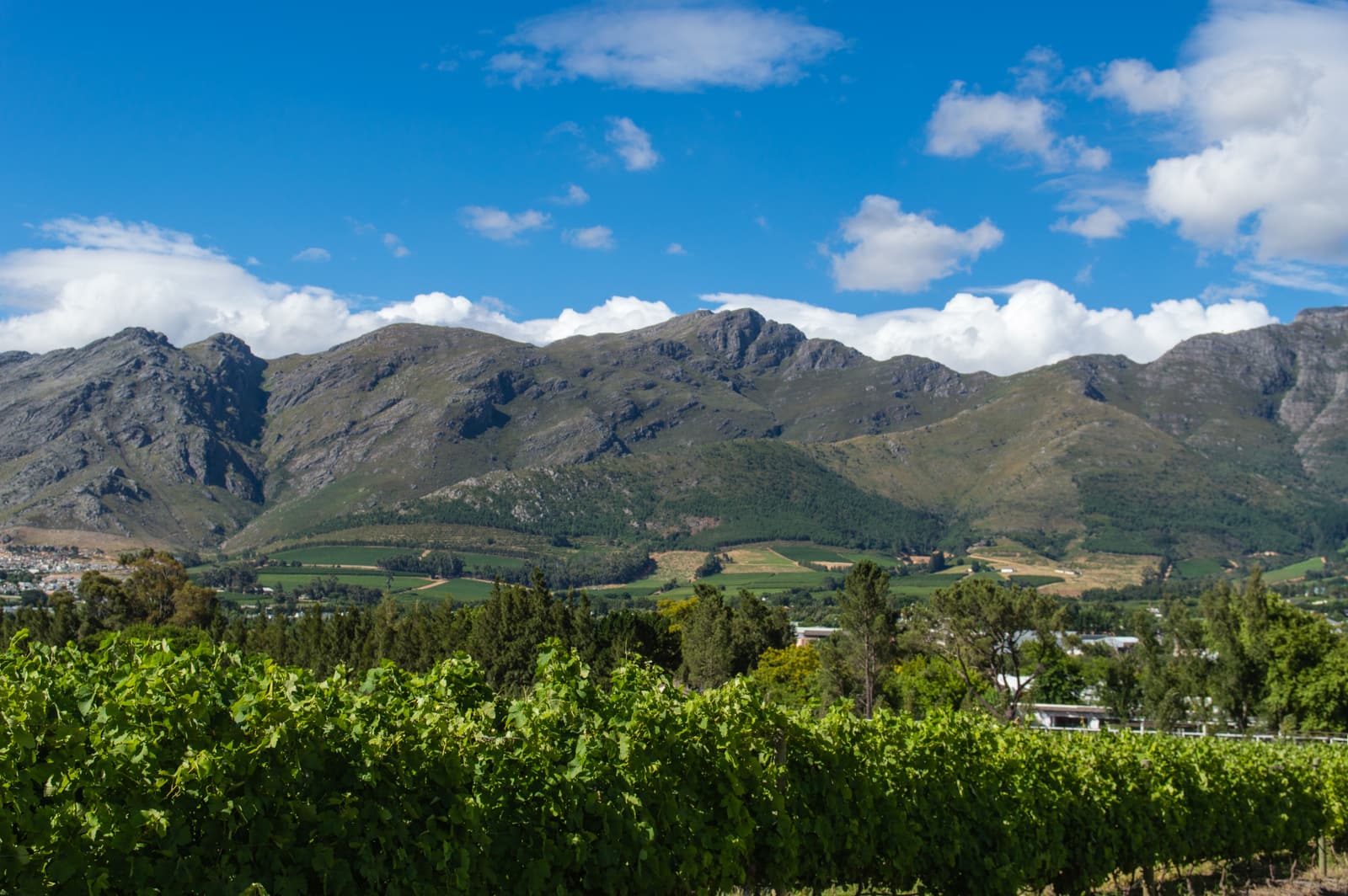 Weinberge im Tal von Franschhoek, eingerahmt von zwei Bergketten