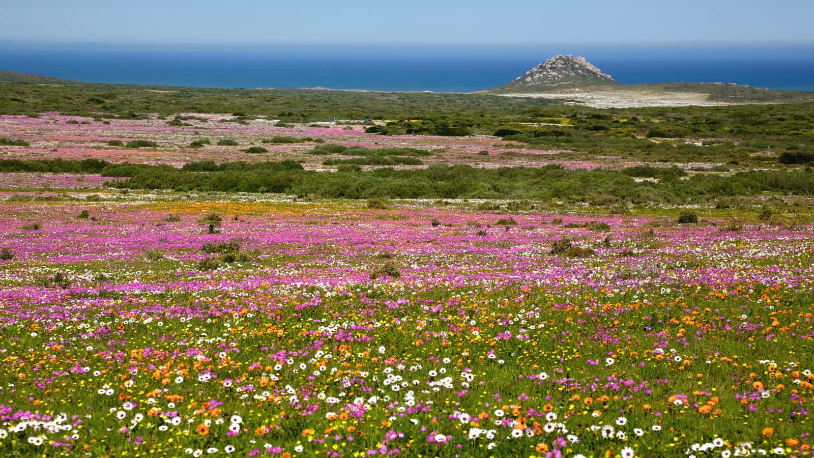 Blühende Wildblumen im West Coast National Park bei Langebaan