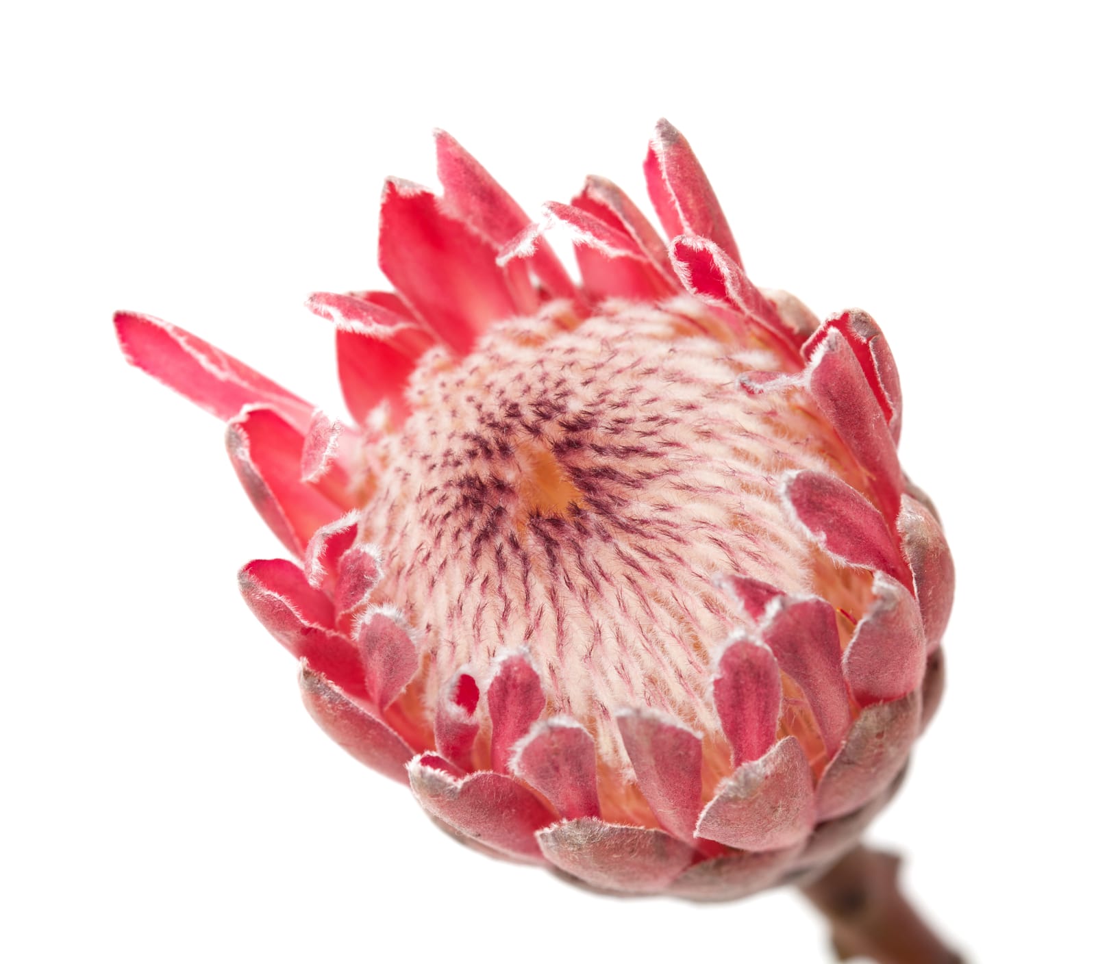 Blüte einer rosa Protea in Nahaufnahme