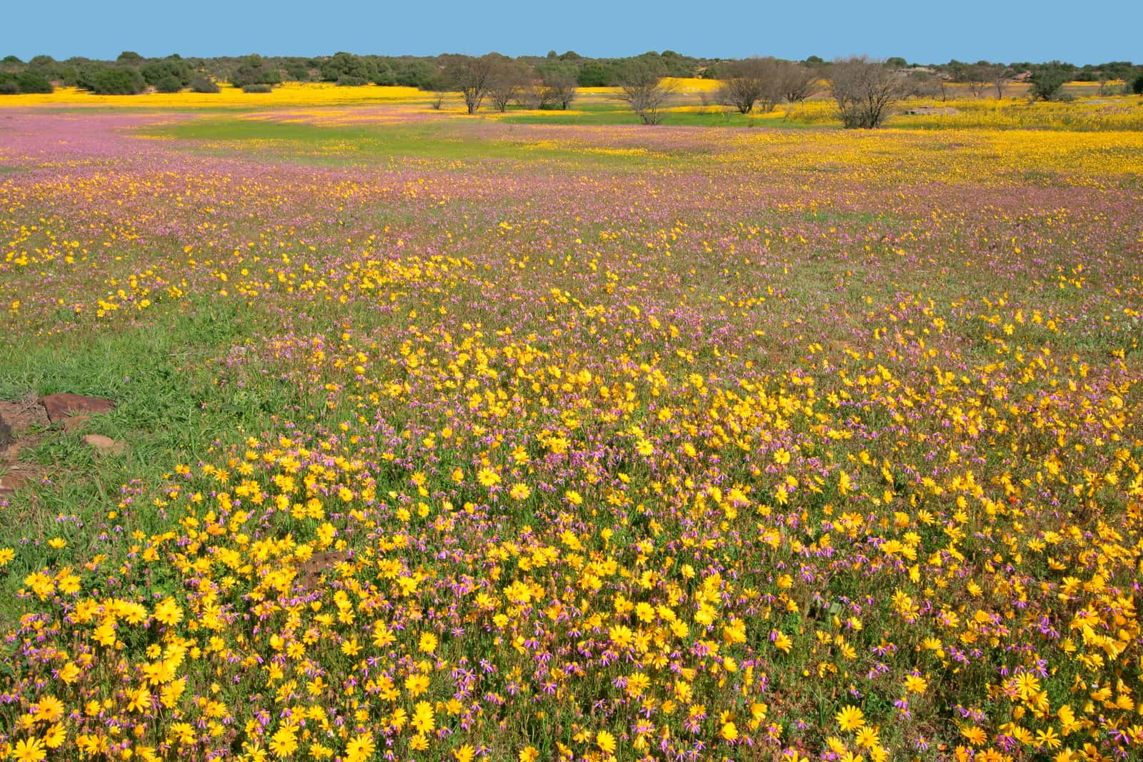 Blühende Wildblumen an der Westküste im Frühling