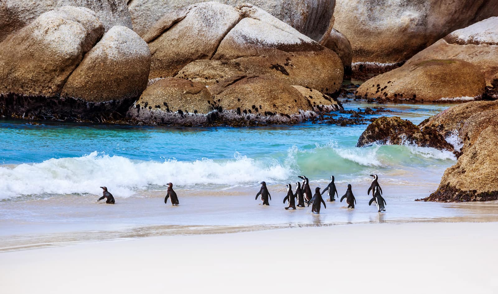 Brillenpinguine auf den Granitblöcken am Boulders Beach