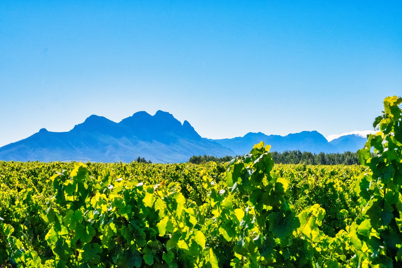 Rebzeilen bei Stellenbosch, dahinter die kahlen Berge des Tals