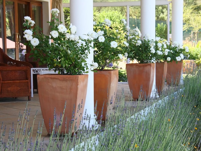 Apricot Gardens Guesthouse