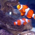 Clownfische im Two-Oceans Aquarium