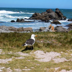 Eine Möwe im Westcoast National Park