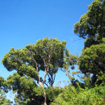 Bäume im Kirstenbosch Botanical Garden